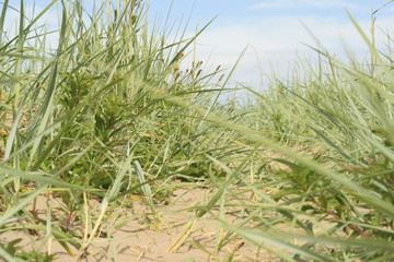 Brougthy ferry beach, Scotland