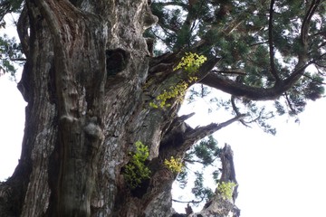 玉置神社の神代杉