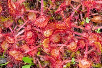 Common sundew (Drosera rotundifolia), Pillberg, Tyrol, Austria, Europe