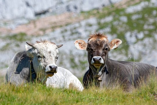 Tyrolean grey cattle, cows on the alp, two animals ruminating in the grass, Rofan Mountains, Tyrol, Austria, Europe