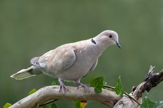 Eurasian Collared Dove (Streptopelia decaocto) sits on a branch, Schwaz, Tyrol, Austria, Europe