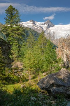 European larches and Swiss stone pines in the Tauern Valley, at the Schwarze Wand und Hoher Zaun, Venediger Group, Hohe Tauern National Park, East Tyrol, Austria, Europe