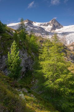 European larches (Larix decidua) and Swiss pines (Pinus cembra) at the tree line, behind Schwarze Wand und Hoher Zaun, Venediger Group, National Park Hohe Tauern, East Tyrol, Austria, Europe
