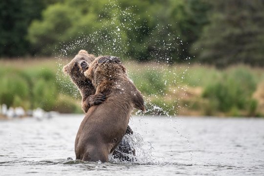 Two young Brown bears (Ursus Arctos), playfully fighting in the water, Brooks River, Katmai National Park, Alaska, USA, North America
