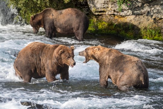 Brown bears playing in water
