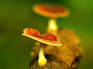 Forest red mushrooms in the grass. Gathering mushrooms. Mushroom photo, forest photo, forest mushroom, forest.