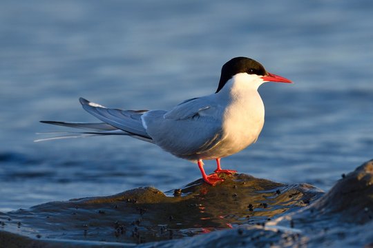 Arctic tern (Sterna paradisaea), adult bird sitting on stone, Varanger, Norway, Europe