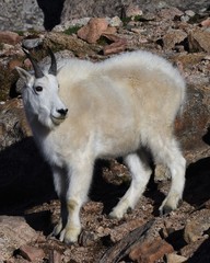 Alaskan Doll Sheep