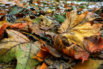 Autumn fallen leaves