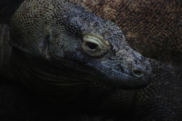 komodo dragon head close up showing the detailed scales