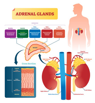 Adrenal glands vector illustration. Labeled scheme with hormones types