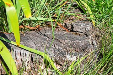 Ruined stump overgrown with grass