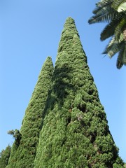 cypress