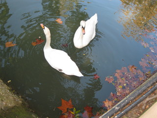 swan on lake