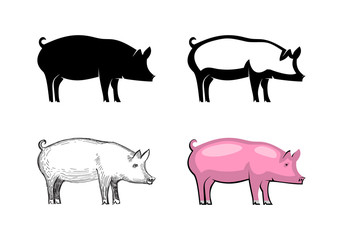 Pig animal icon set isolated on white background: silhouette, outline, sketch and color. Wild boar symbol of Chinese New Year 2019. Vector illustration