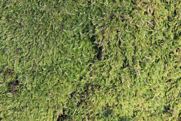 Moss covered oak tree bark close up detail texture