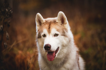 Close-up Portrait of adorable Siberian Husky dog sitting in the bright autumn forest