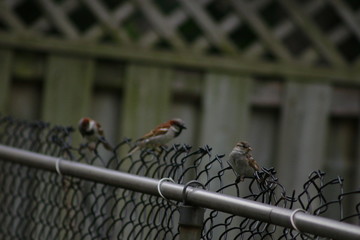 Sparrow birds