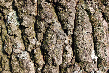 Oak tree bark surface texture with lichens