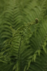 Fern