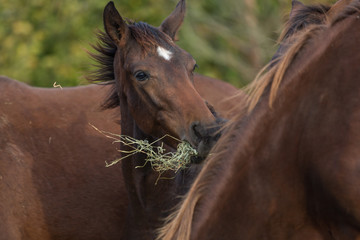 Obraz premium Fohlen mit Heu im Maul