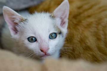 Little white cat lay with yellow cat in background.