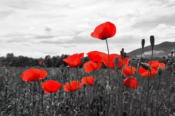 Wall murals Poppy Guts beautiful poppies on black and white background. Flowers Red poppies blossom on wild field. Beautiful field red poppies with selective focus. Red poppies in soft light  