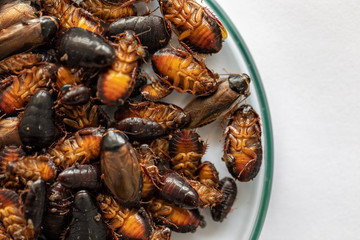 Close-up cockroach for study finding parasites in laboratory.