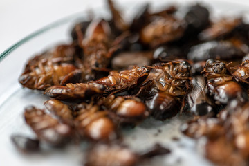 Close-up cockroach for study finding parasites in laboratory.