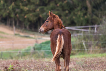 Fohlen von hinten hält Ausschau