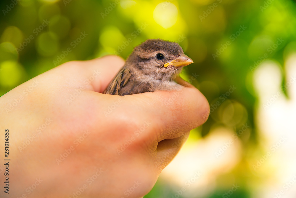 Wall mural sparrow in hands on a blurred green background