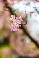 Japanese Cherry Blossom