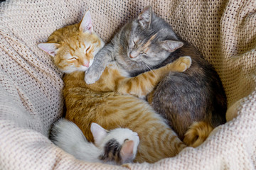 White little cat laying on white blanket with yellow and gray cats.