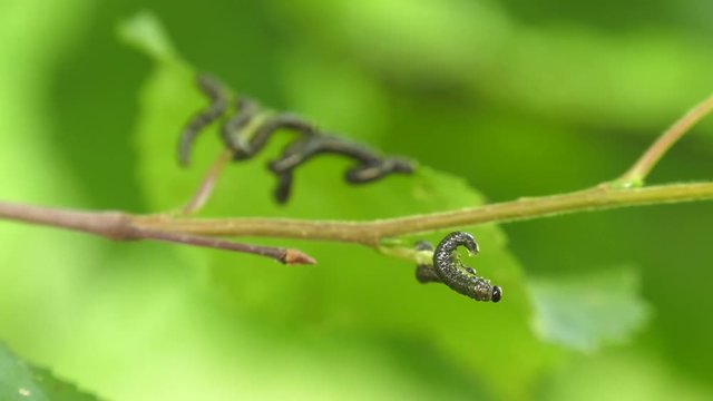 Caterpillars of birch leafminer on birch leaf.