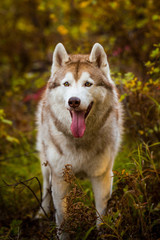 Close-up Portrait of gorgeous Siberian Husky dog standing in the bright enchanting fall forest