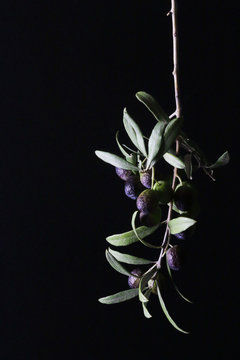 olive fresche e olio di oòiva