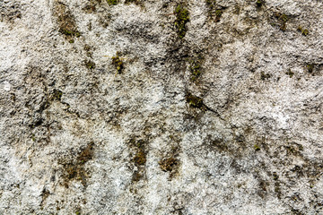 moss on a concrete wall close-up