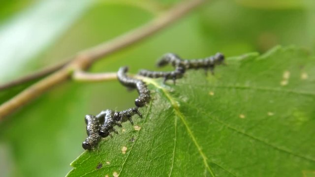 Caterpillars of birch leafminer on birch leaf.