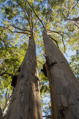 Tall trees, Margaret River, Western Australia