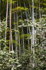 Bamboo Forest
