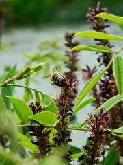 Bee in garden