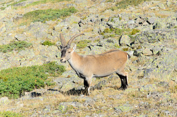 Chamois in mountains of Spain