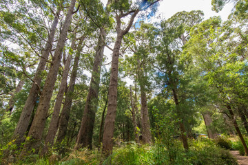Obraz na płótnie Canvas Valley of the Giants Tree Top Walk, Tingledale, Western Australia