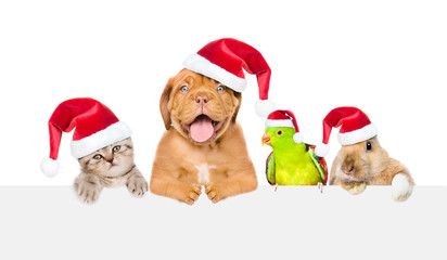 Group of pets in red christmas hats peeking over empty white board. isolated on white background. Space for text
