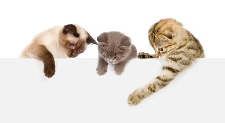 Group of cats  above white banner looking down. isolated on white background © Ermolaev Alexandr