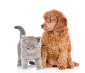 Poodle puppy and tiny kitten together in front view. isolated on white background