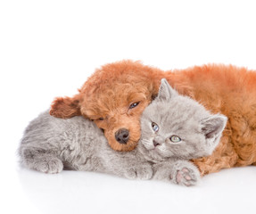 Close up tiny kitten lying with sleeping puppy. isolated on white background