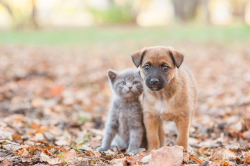 mongrel puppy and tiny kitten stand together on autumn leaves