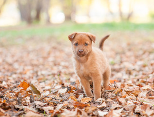 Mongrel puppy on autumn leaves looking at camera. Empty space for text