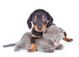 Cute dachshund puppy embracing  yawning kitten. Isolated on white background